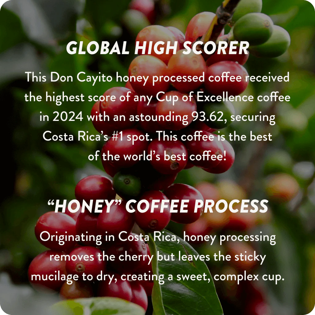 Costa Rica Cup of Excellence #1 Honey | 93.62 Score (75 grams) - Image 3