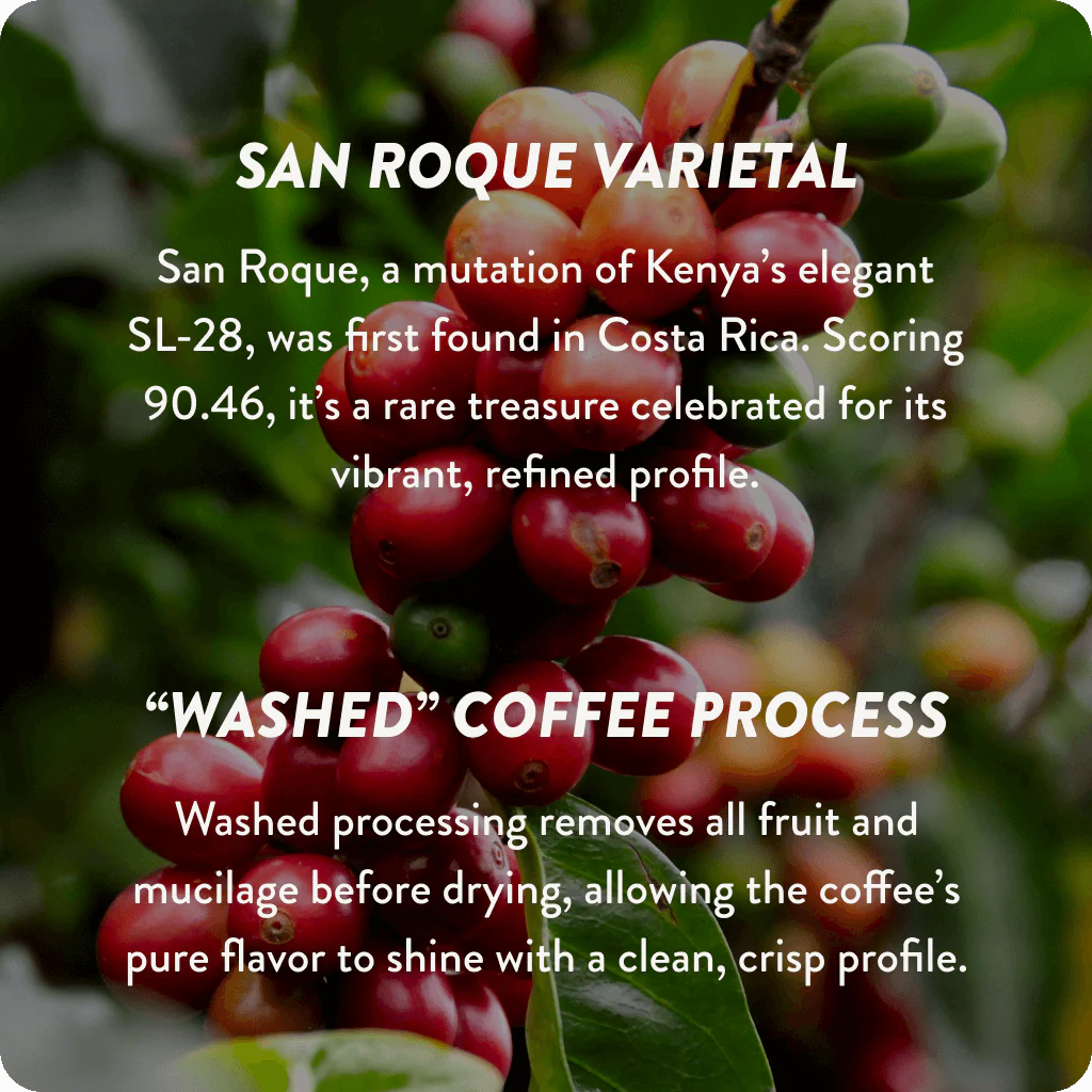 Costa Rica Cup of Excellence #3 Washed | 90.46 Score (75 grams) - Image 5
