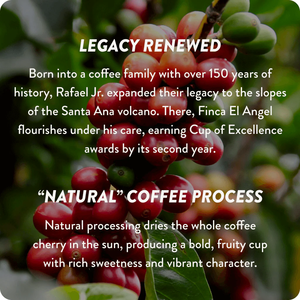 El Salvador Cup of Excellence #2 Natural | 91.45 Score (4 or 12 cups) - Image 5