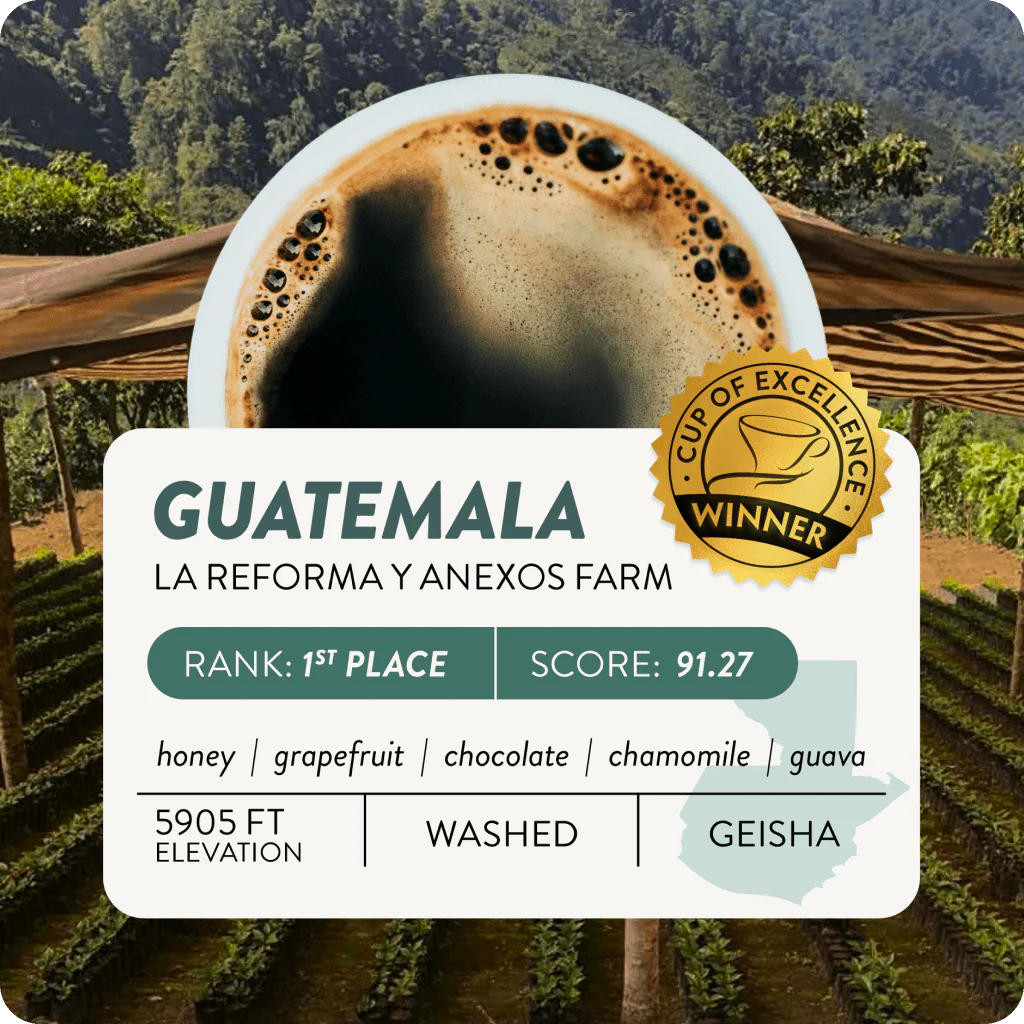 Guatemala Cup of Excellence #1 Exotic Washed | 91.27 Score (4 or 12 cups) - Image 2