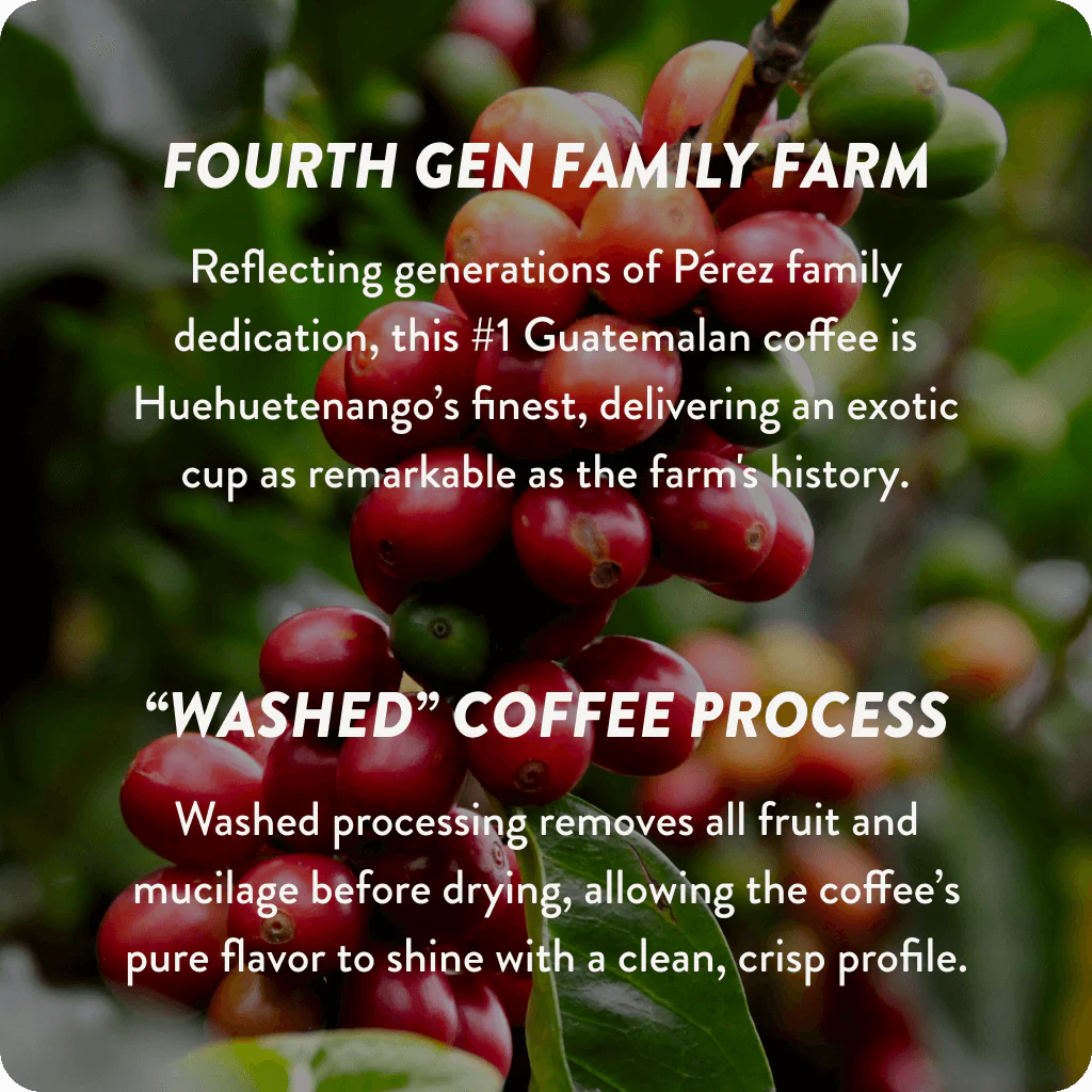 Guatemala Cup of Excellence #1 Exotic Washed | 91.27 Score (4 or 12 cups) - Image 3