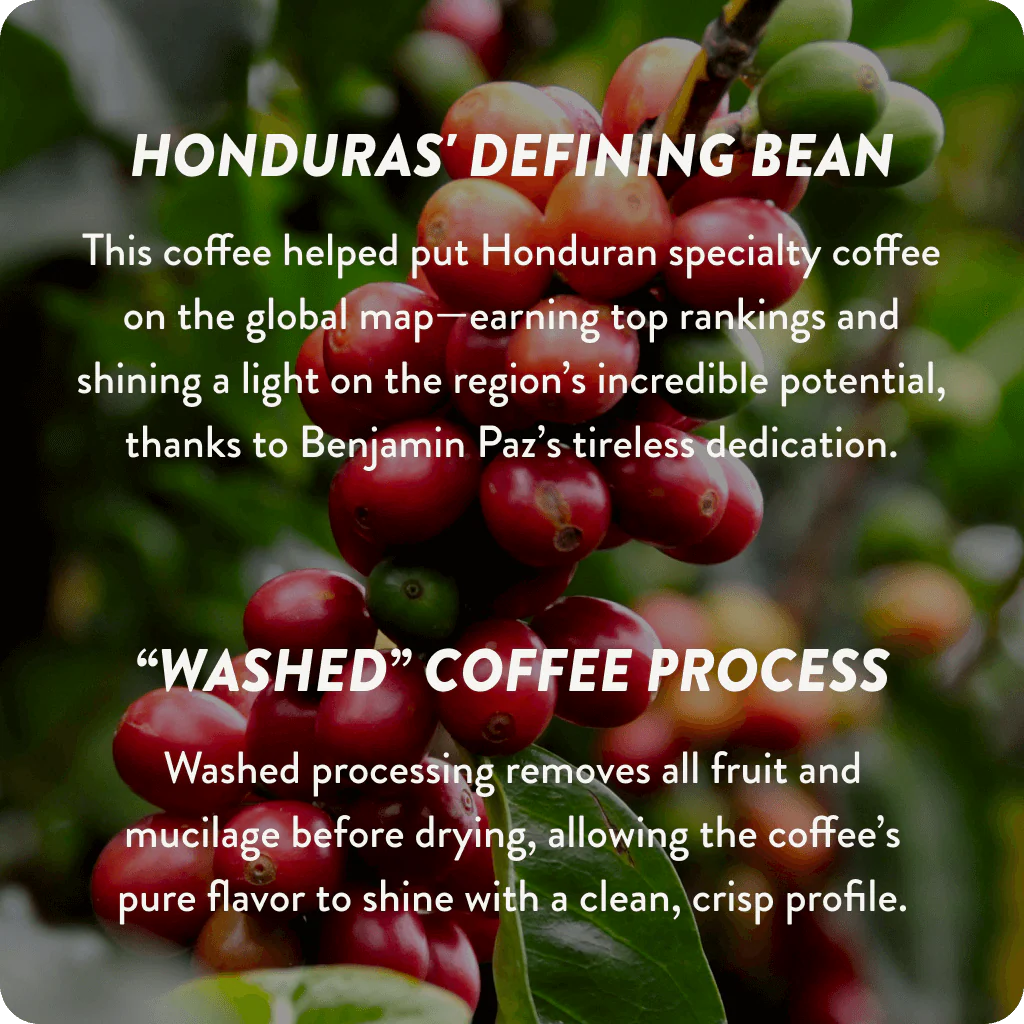 Honduras Cup of Excellence #1 Washed | 91.21 Score (75 grams) - Image 3