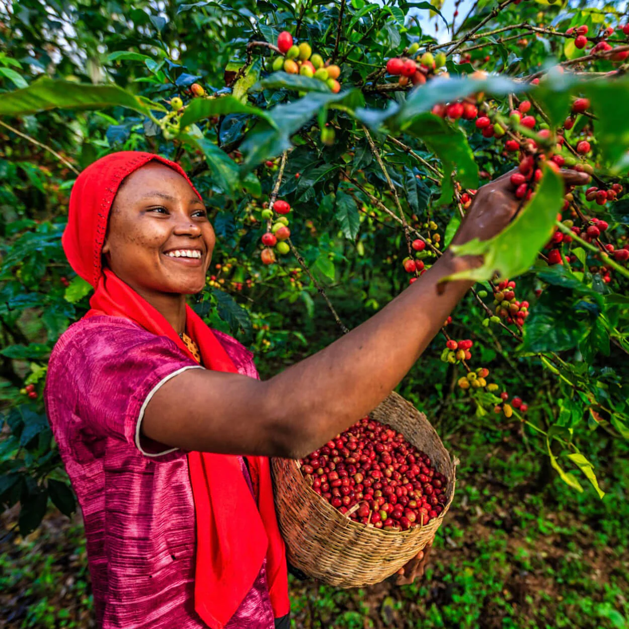 Kenya - Image 6