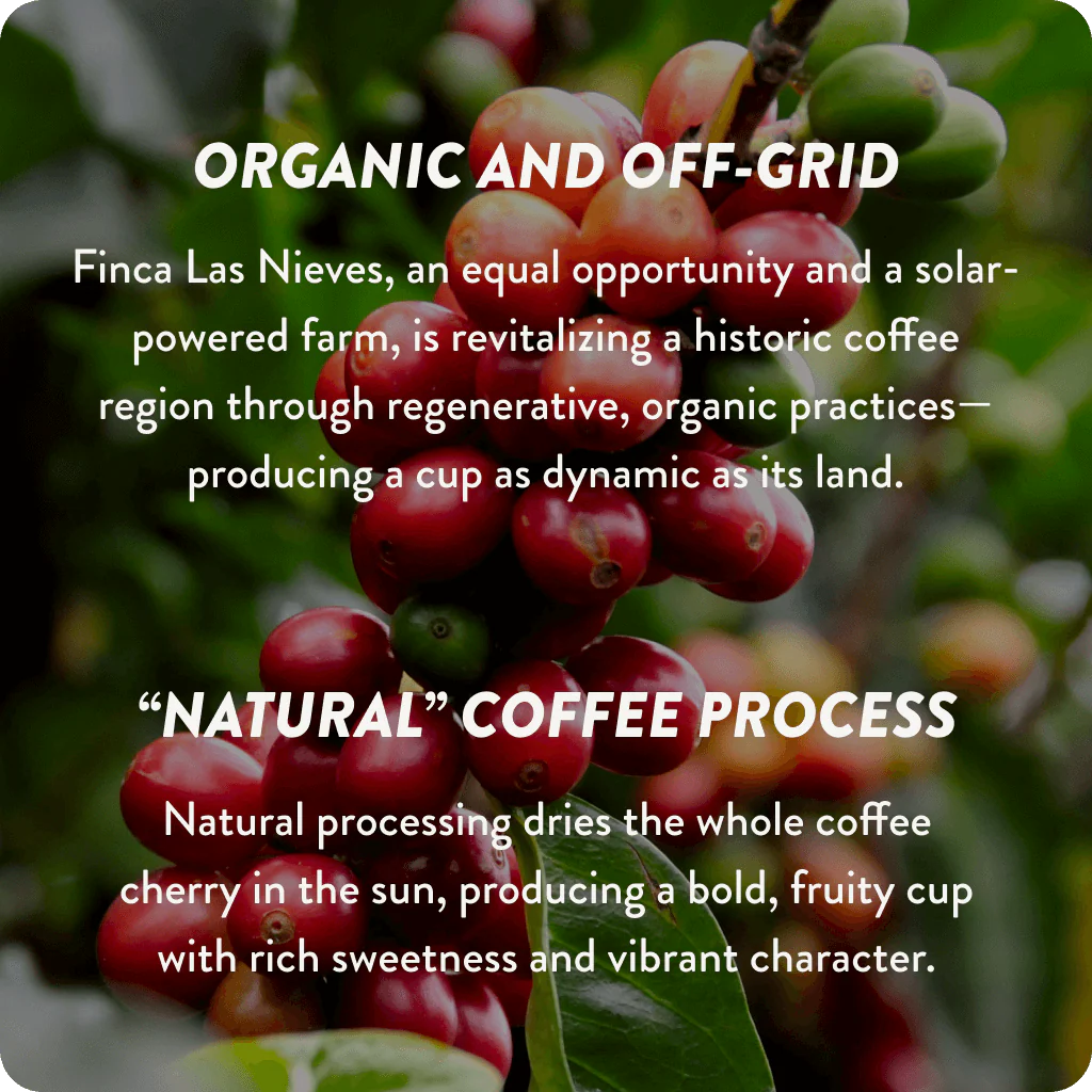 Mexico Cup of Excellence #1 Natural | 91.13 Score (75 grams) - Image 3