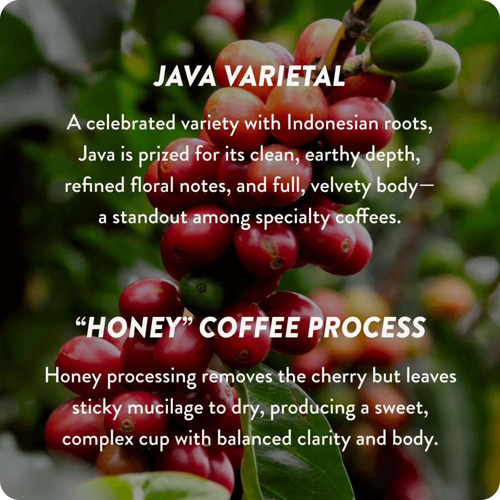 Thailand Cup of Excellence #1 Honey | 91.8 Score (75 grams) - Image 3